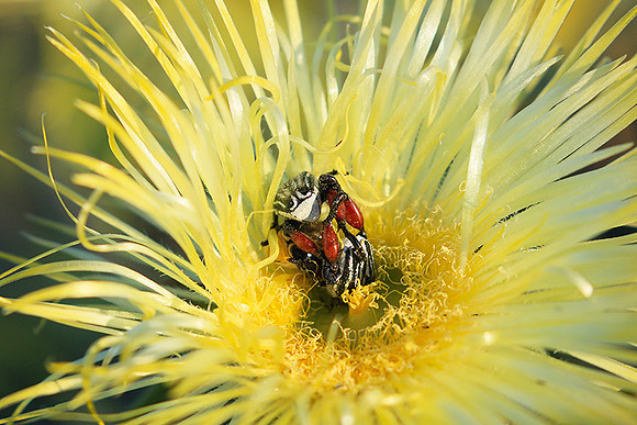 Bugs - South Africa
