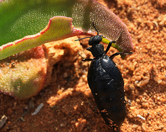 South Africa