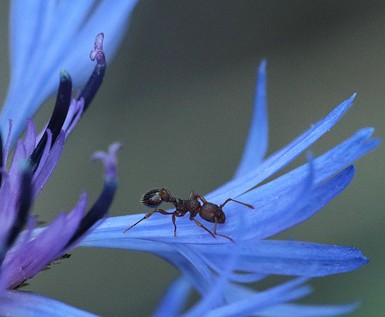 Centaurea