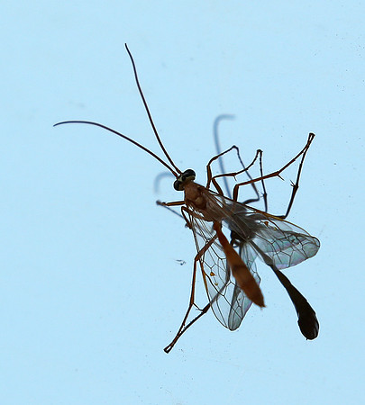 Insect and reflection - Senegal