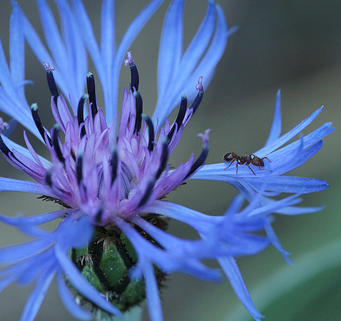 Centaurea