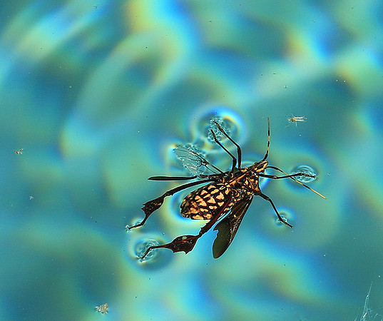 Insect - Senegal