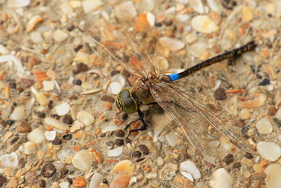 Dragonfly -Senegal