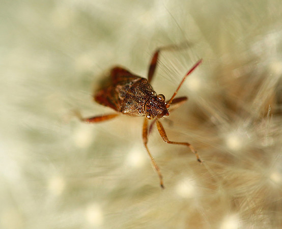 Bug in dandelion