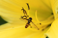 Insects in hemerocallis