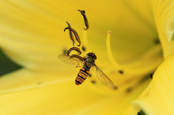 Insects in hemerocallis