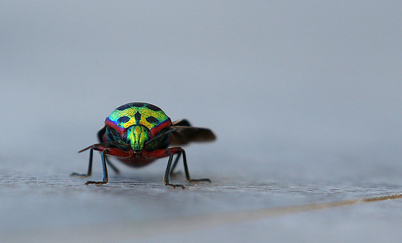 Insect - Senegal