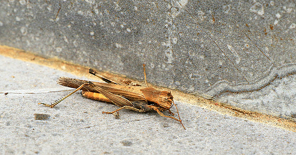 Grasshopper - Senegal