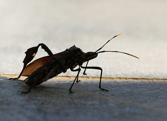 Insect - Senegal