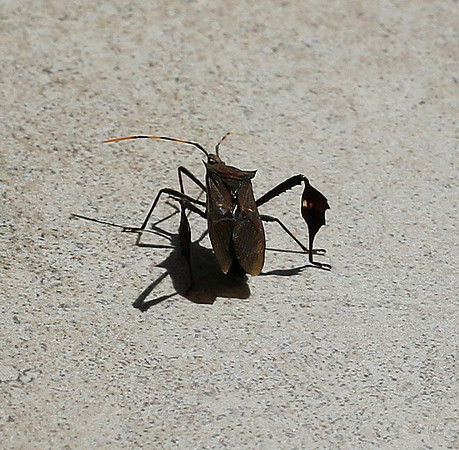 Insect - Senegal