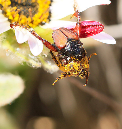 Bugs - South Africa