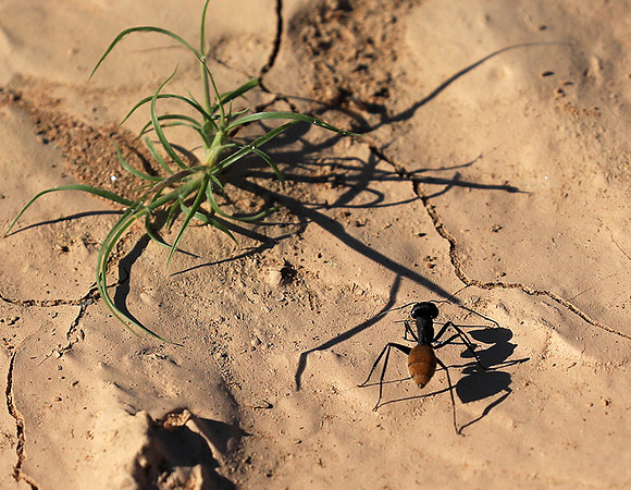 Dune ants - Skeleton coast - Namibia