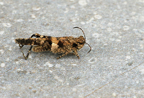 Insect - Senegal