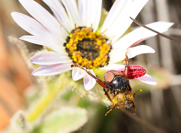 Bugs - South Africa