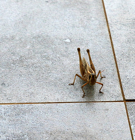 Grasshopper - Senegal