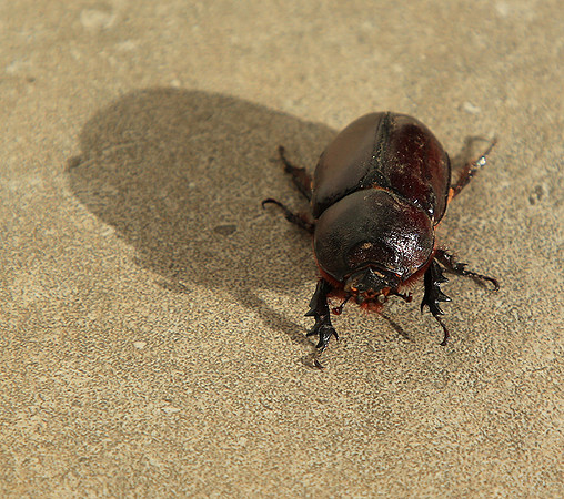 Beetle