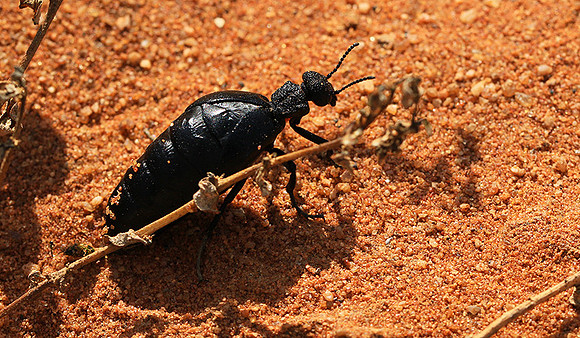 South Africa