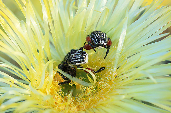 Bugs - South Africa