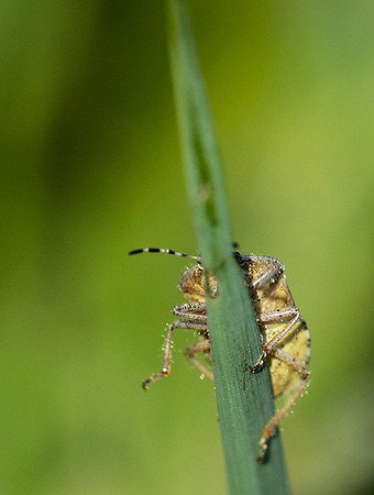 Bug on a blade of grass