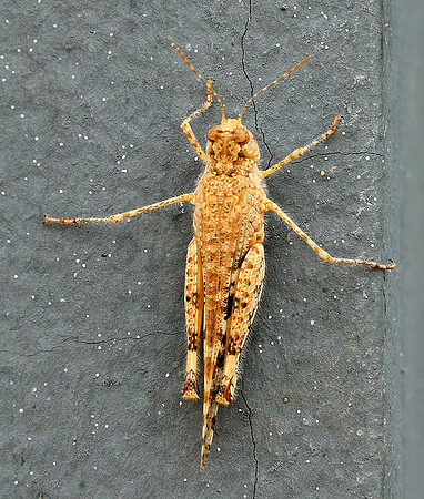 Insect - Senegal