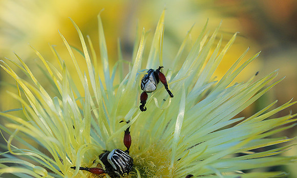 Bugs - South Africa
