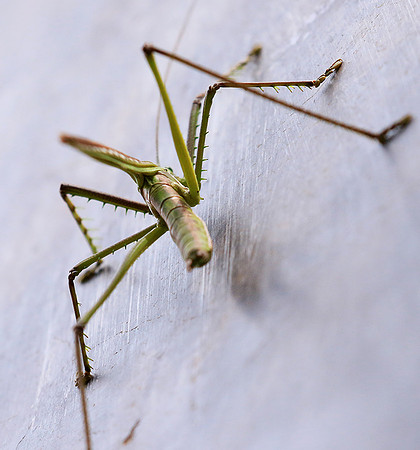 Insect in South Africa