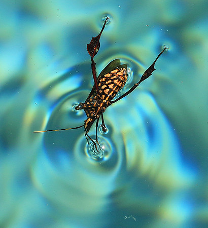 Insect - Senegal