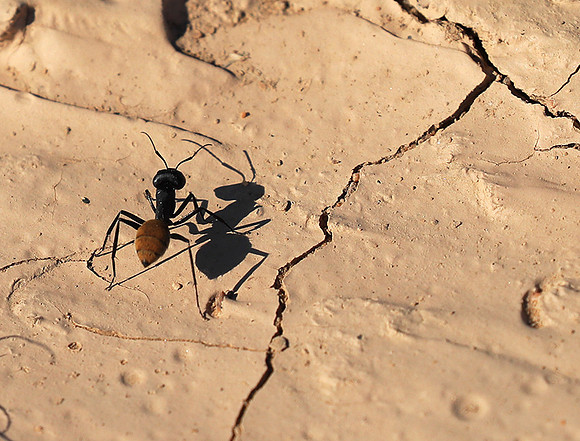 Dune ants - Skeleton coast - Namibia