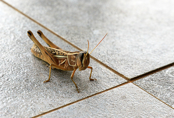 Grasshopper - Senegal