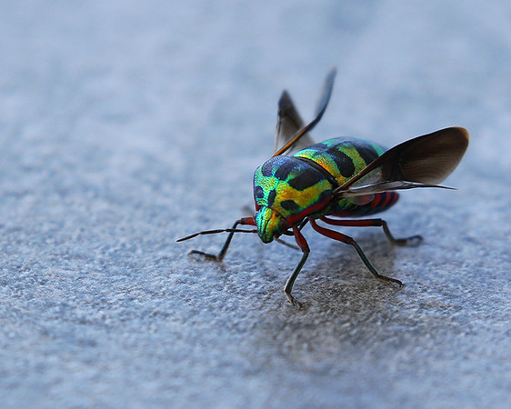 Insect - Senegal