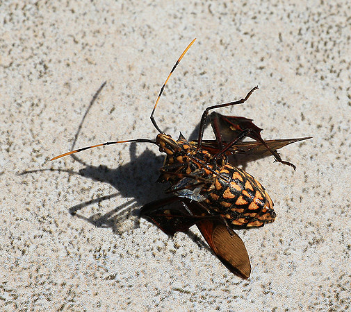 Insect - Senegal