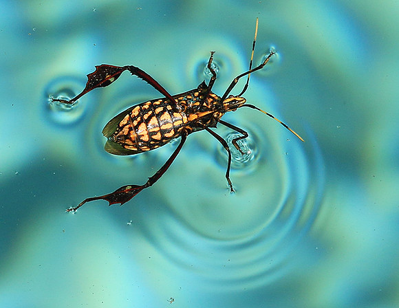 Insect - Senegal