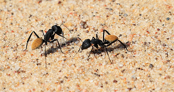 Dune ants - Skeleton Coast - Namibia