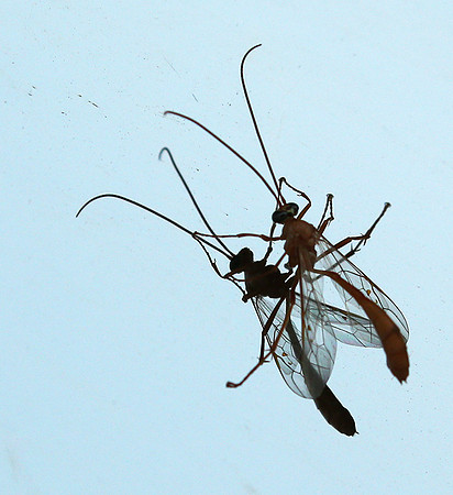 Insect and reflection - Senegal