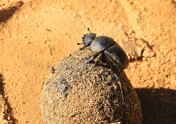 Dung beetle - South Africa