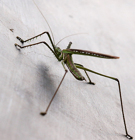 Insect in South Africa