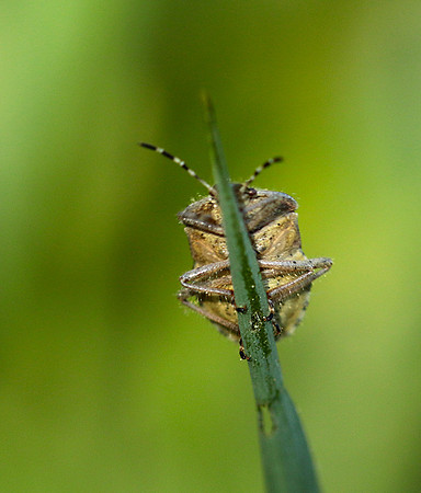 Bug on a blade of grass