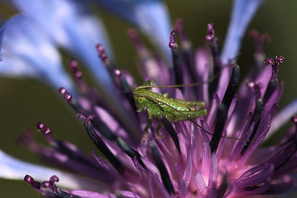 Insect in centaurea