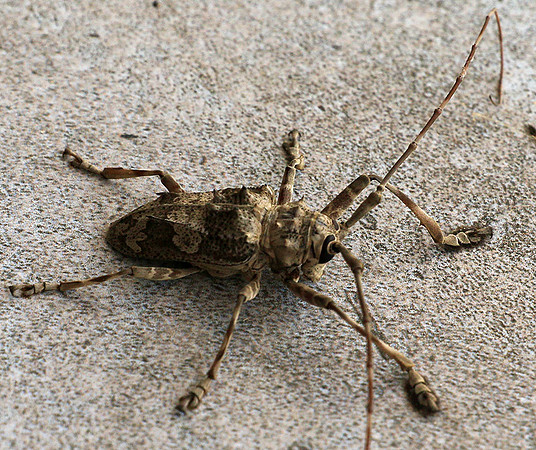 Insect - Senegal