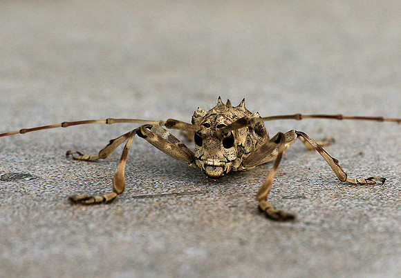 Insect - Senegal