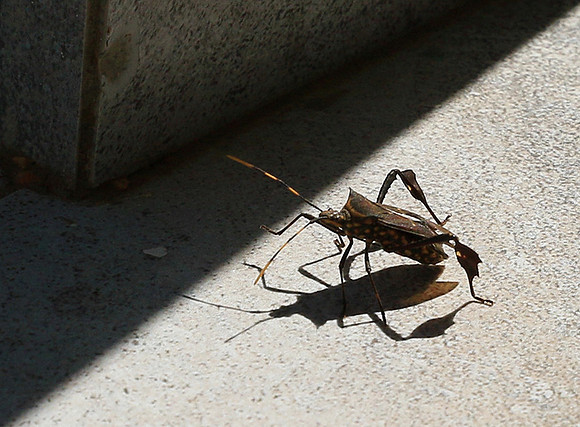 Insect - Senegal