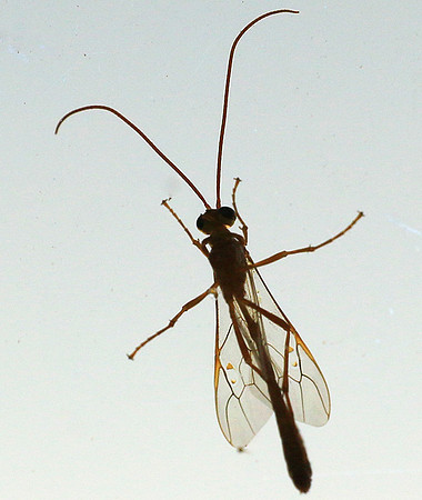 Insect - Senegal