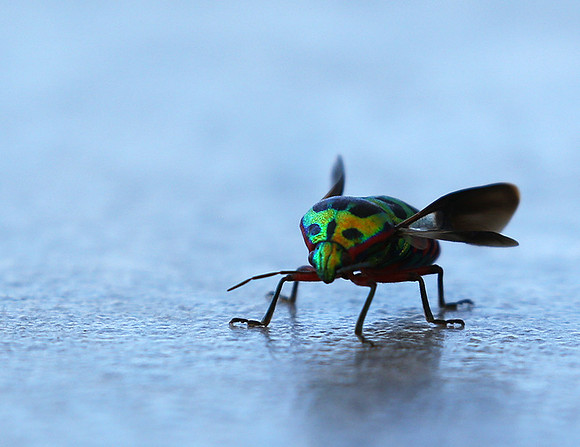Insect - Senegal