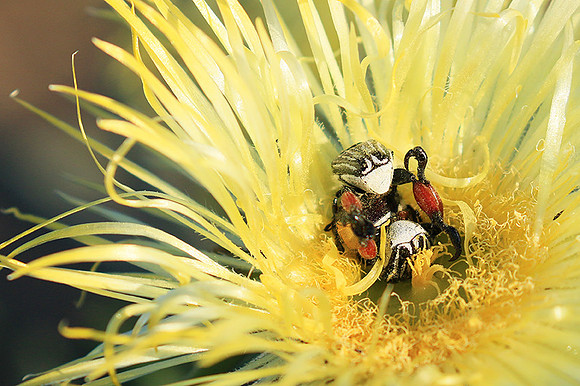 Bugs - South Africa