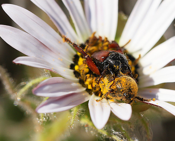 Bugs - South Africa