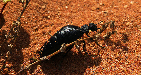 South Africa