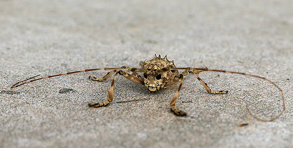 Insect - Senegal