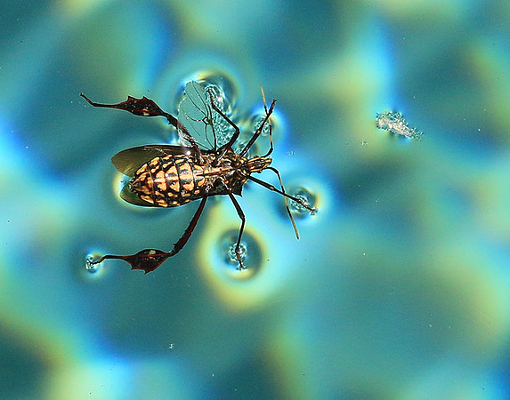 Insect - Senegal
