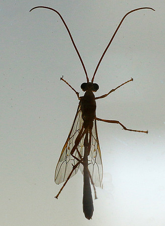 Insect - Senegal