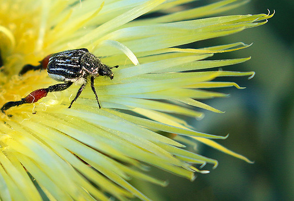 Bugs - South Africa